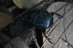 Phanaeus triangularis