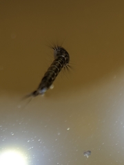 Aedes notoscriptus