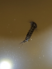 Aedes notoscriptus