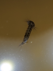 Aedes notoscriptus