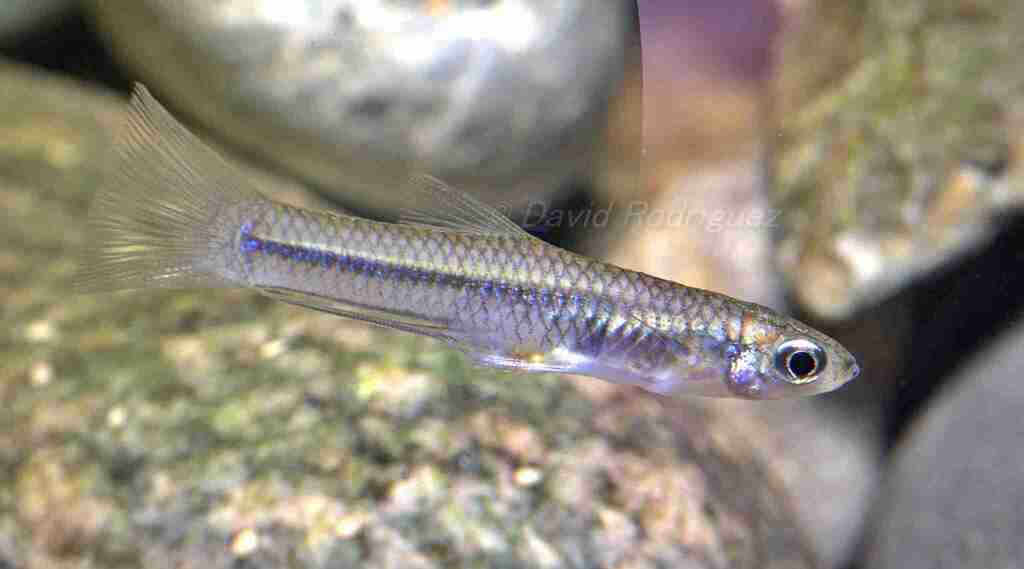 Grijalva studfish (Xenodexia ctenolepis) — Poeciliidae
