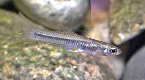 Grijalva studfish (Xenodexia ctenolepis) — Poeciliidae