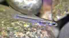 Grijalva Studfish photo 1