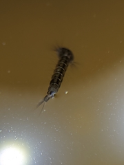 Aedes notoscriptus