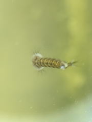 Aedes notoscriptus
