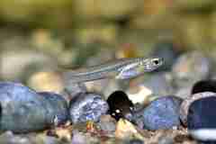 Grijalva Studfish photo 2