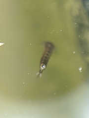Aedes notoscriptus