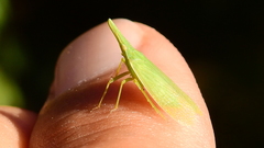 Melicharoptera