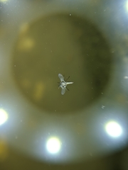 Aedes notoscriptus