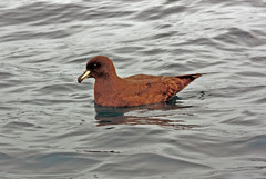 Procellaria westlandica