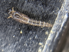 Aedes notoscriptus