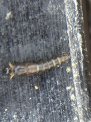 Aedes notoscriptus