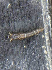 Aedes notoscriptus
