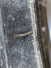 Aedes notoscriptus