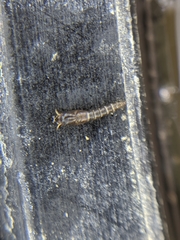 Aedes notoscriptus