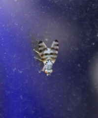 Pseudotephritina