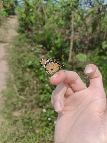Plain Tiger Butterfly