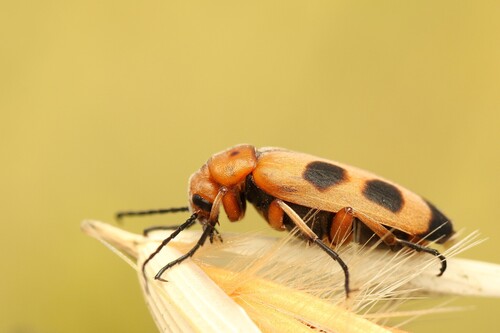 Euzonitis sexmaculata