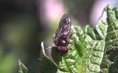Platycheirus albimanus