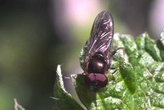 Platycheirus albimanus
