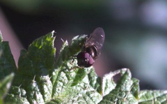 Platycheirus albimanus