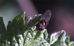Platycheirus albimanus