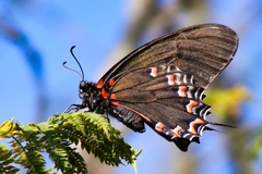 Mimoides thymbraeus aconophos