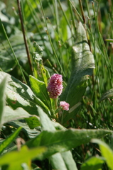 Bistorta bistortoides