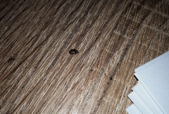 Dermestidae