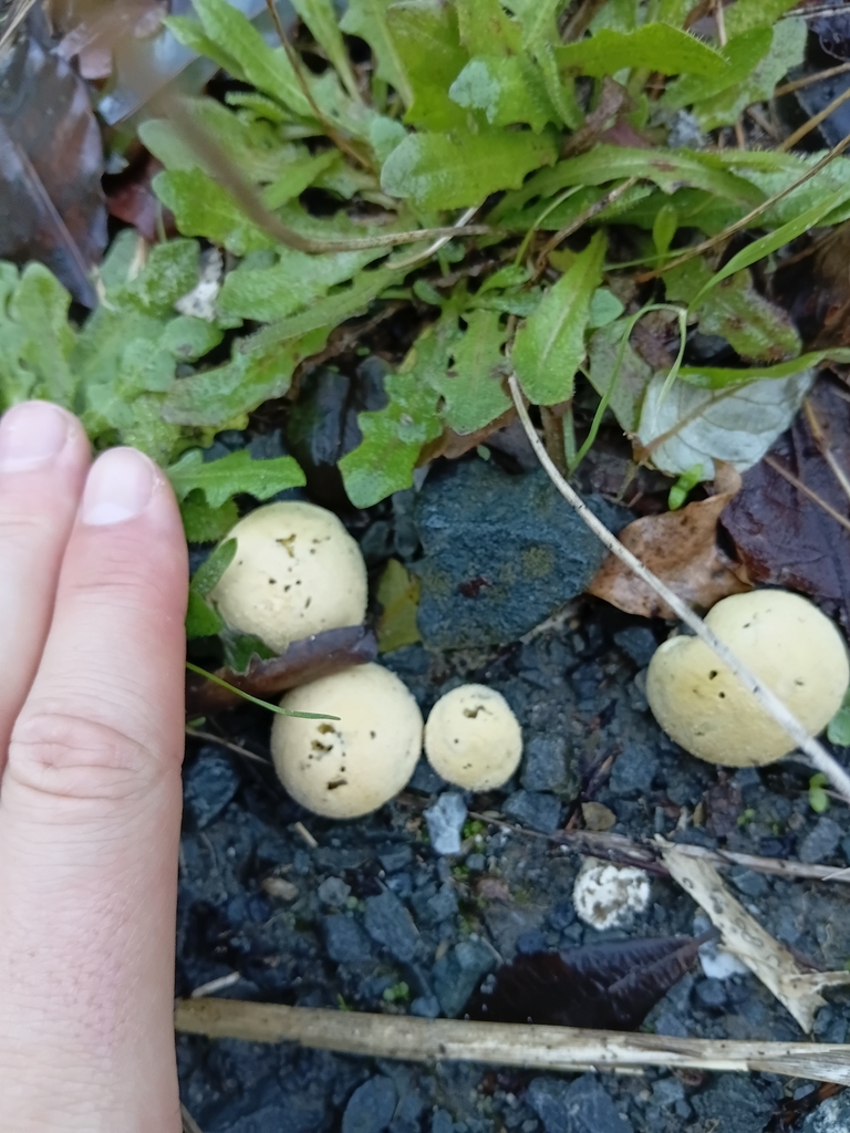 Lycoperdon pratense · April 2026 · photo: © esthercocker_ (iNaturalist, cc0)