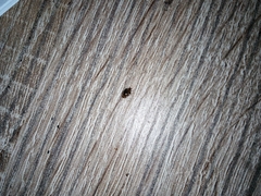 Dermestidae