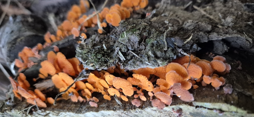 Favolaschia claudopus · April 2026 · photo: © opanukuexplorer (iNaturalist, cc0)