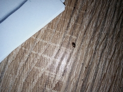 Dermestidae
