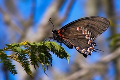 Mimoides thymbraeus aconophos
