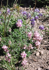 Lupinus breweri