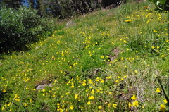 Erythranthe tilingii