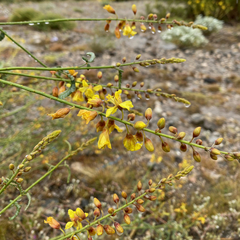 Hoffmannseggia microphylla
