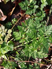 Torilis japonica, photograph Andrey Polstianoi, CC BY, iNaturalist via GBIF