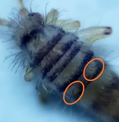 Entomobrya nigrocincta