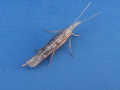 Ypsolopha mucronella