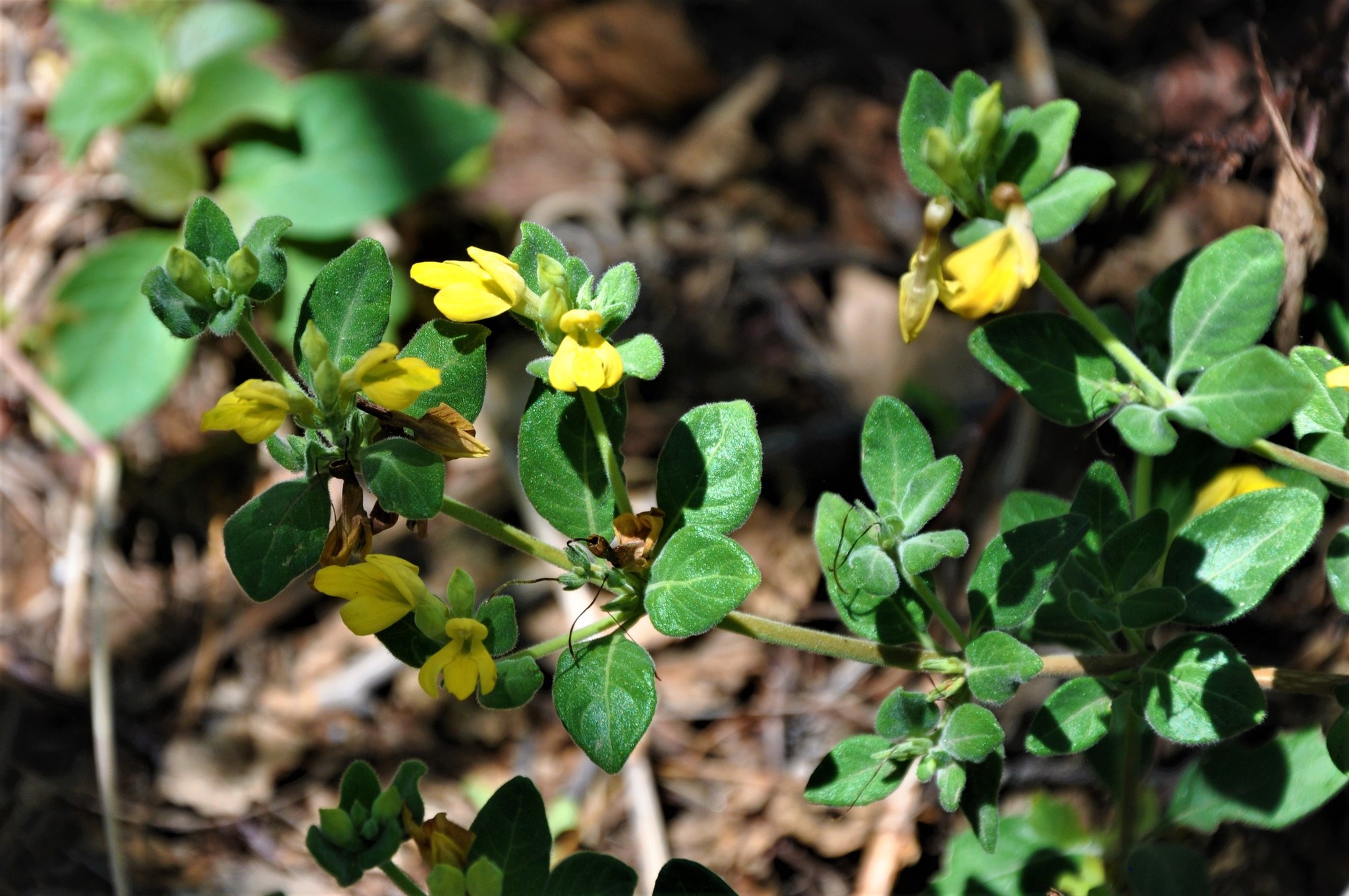 Holographis ehrenbergiana Nees