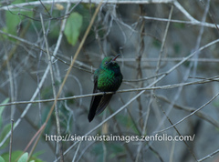 Riccordia swainsonii