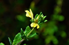 Holographis ehrenbergiana