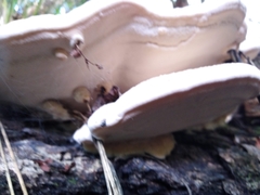 Rhodofomitopsis feei