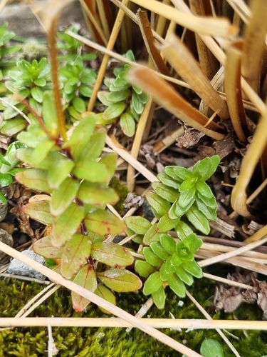 Epilobium glabellum observed 2026-04-27