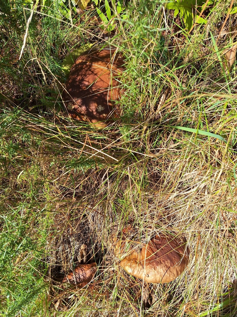 Boletus edulis · April 2026 · photo: © heidimeudt (iNaturalist, cc-by)