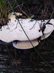 Rhodofomitopsis feei