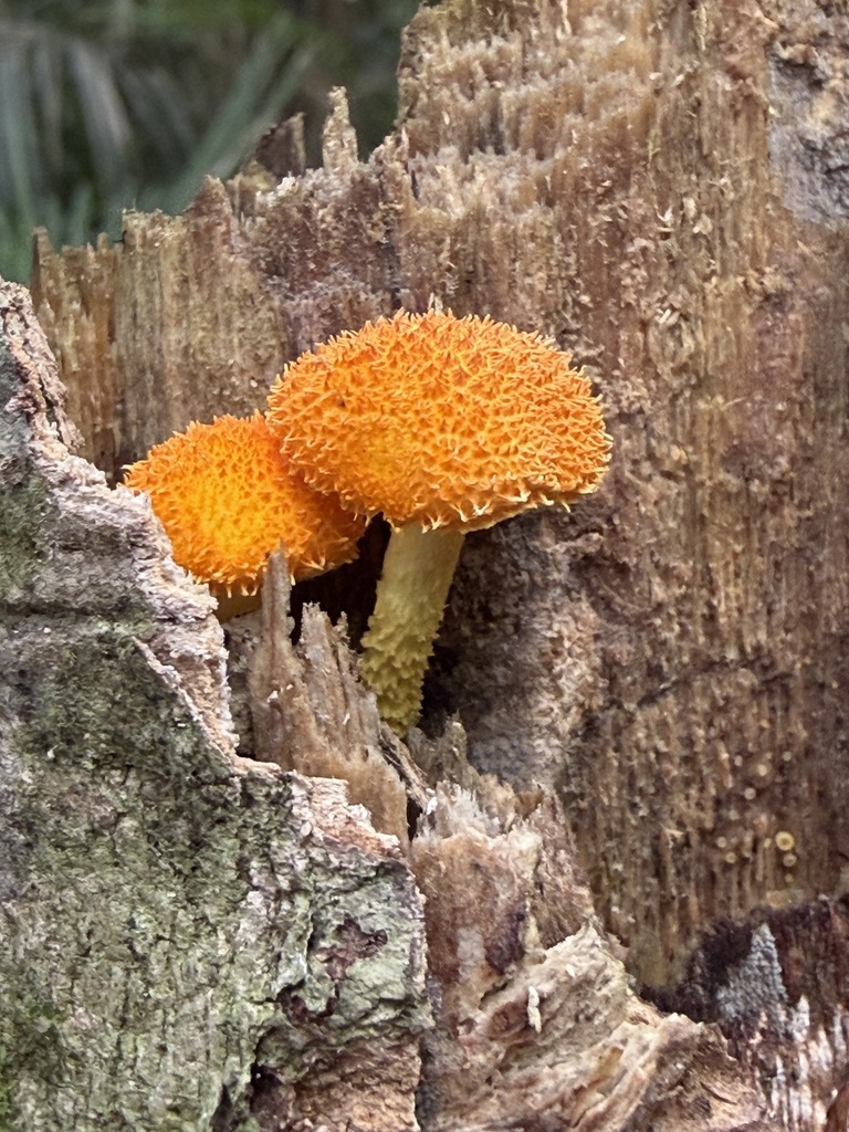 Cyptotrama asprata · April 2026 · photo: © charliethomas (iNaturalist, cc0)