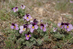 Viola beckwithii