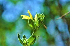 Holographis ehrenbergiana